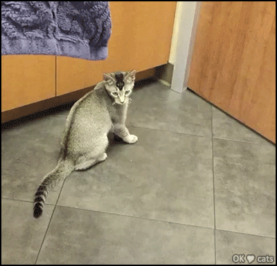 Crazy Cat GIF • OMG! Possessed cat jumps everywhere like crazy. “Honey call the exorcist!” [ok-cats-site.com]