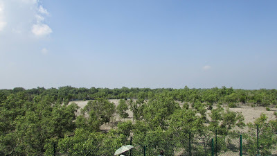 Sundarban Picture