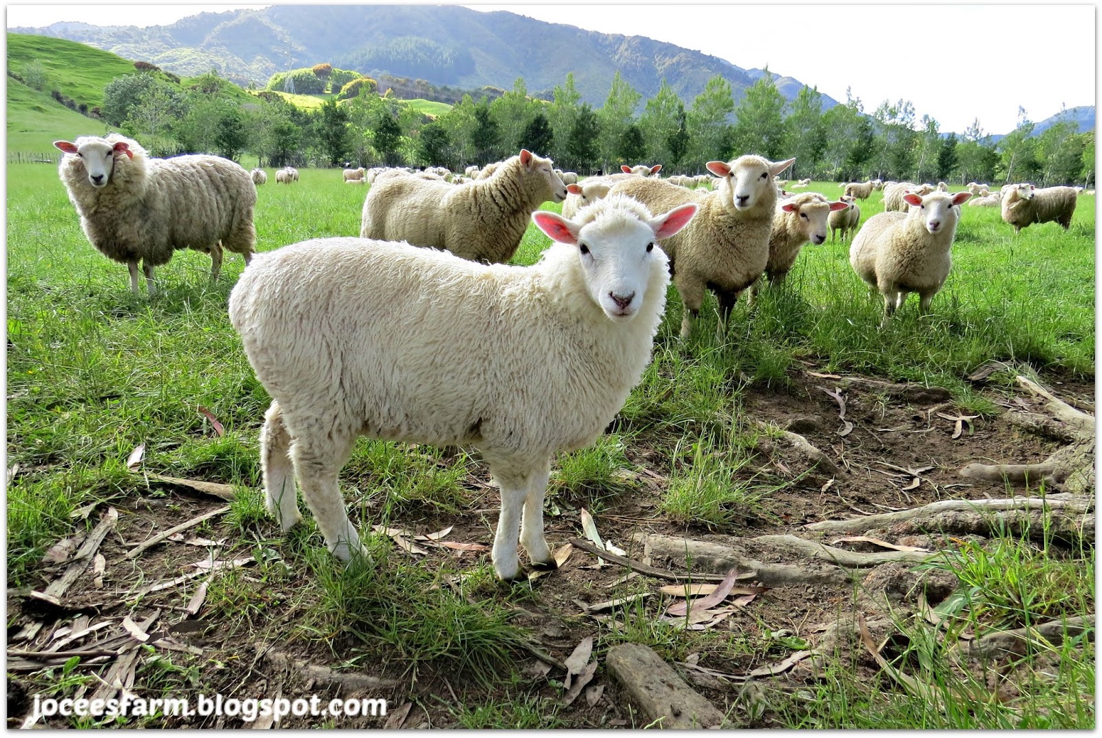 Jocees Farm Our pet lamb