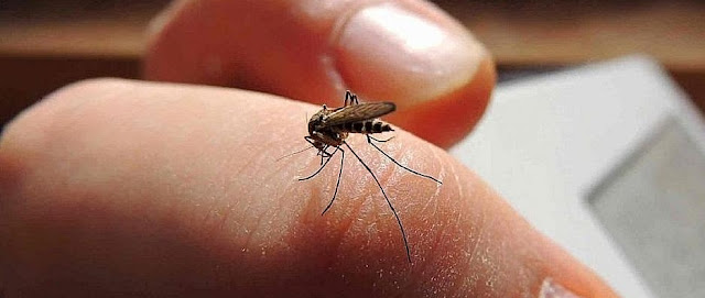 Número de casos confirmados de dengue passa de 800 em Iretama