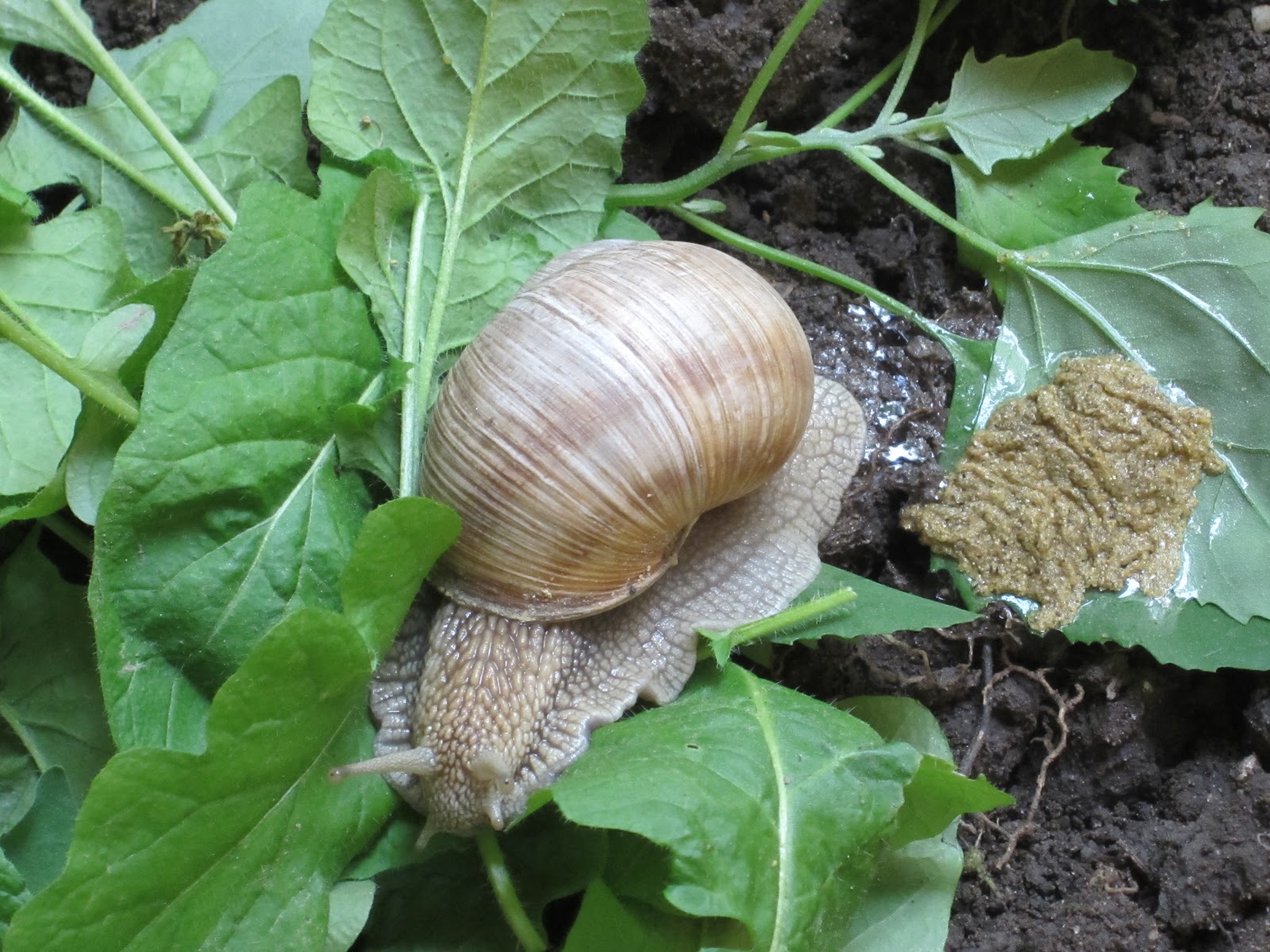 mamamisas welt......: Weinbergschnecke