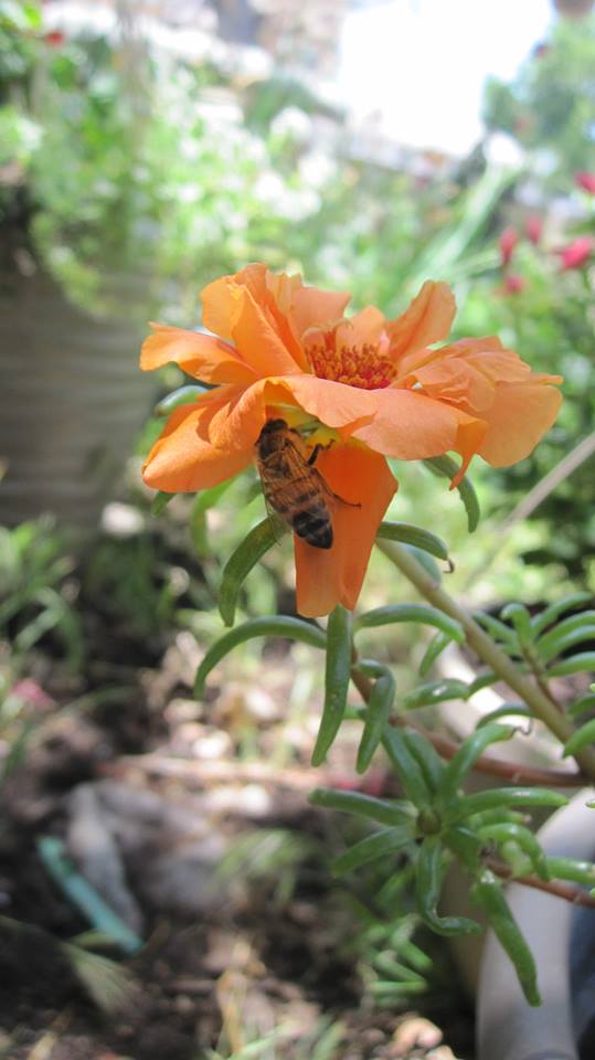 MzTeachuh's Enjoying Cooking and Gardening Flower of the Week Moss