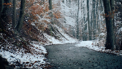 HD Wallpaper Winter, Nature, Forest, Trail, Snow, Trees