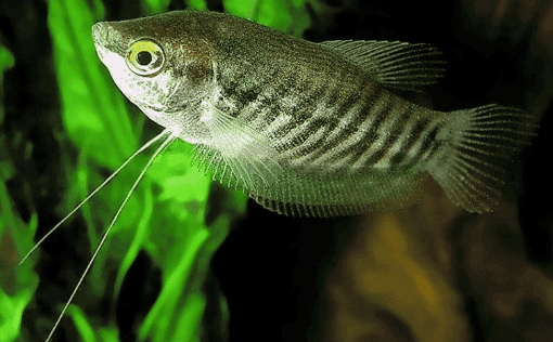 Ikan Sepat Penjelasan Jenis Ikan Sepat Hias Beserta Harga Dan