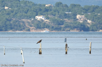 Àguila pescadora