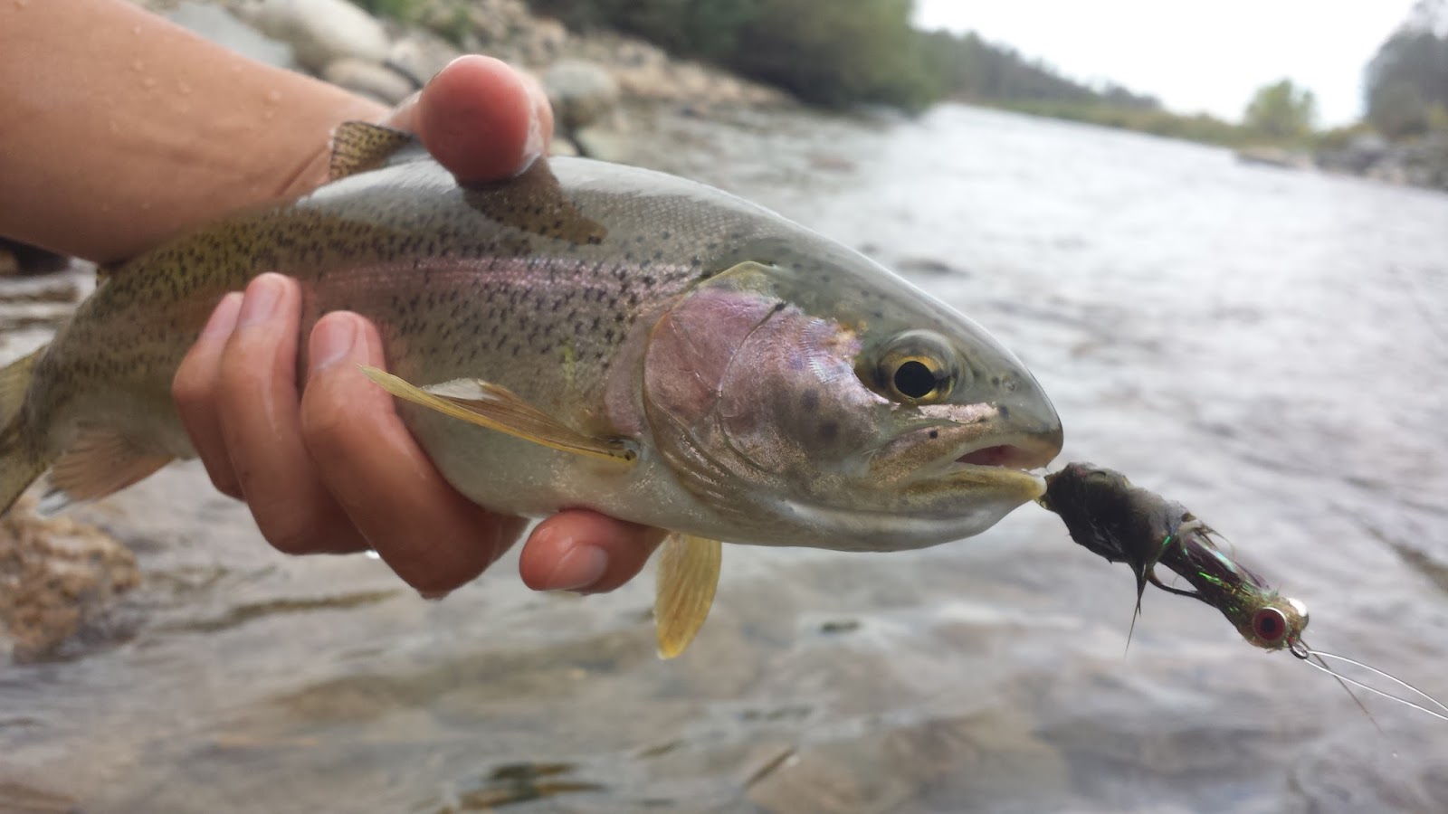 How Do I Fish This: Lower Yuba River – Keep Calm and Fly Fish