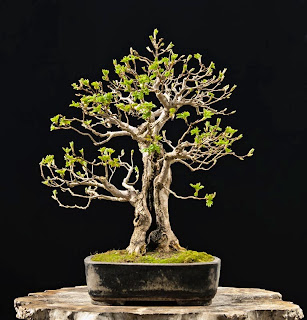 bakaru bonsai film UNS Bonsai 021 Crescent Shaped Aquarium Driftwood — Buce Plant main image 0