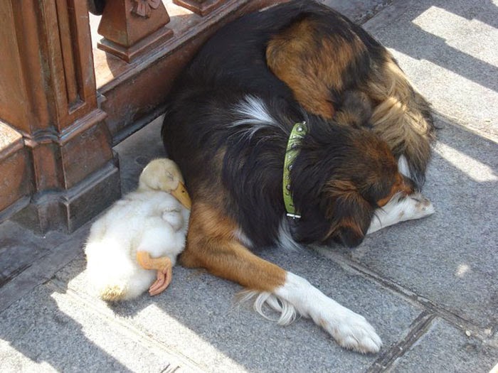 BEST FRIENDS DOG AND DUCK NAP ON A PARIS SIDEWALK