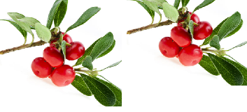 Uva Ursi for Urinary Tract Infection (UTI) Uva Ursi for Urinary Tract Infection (UTI)