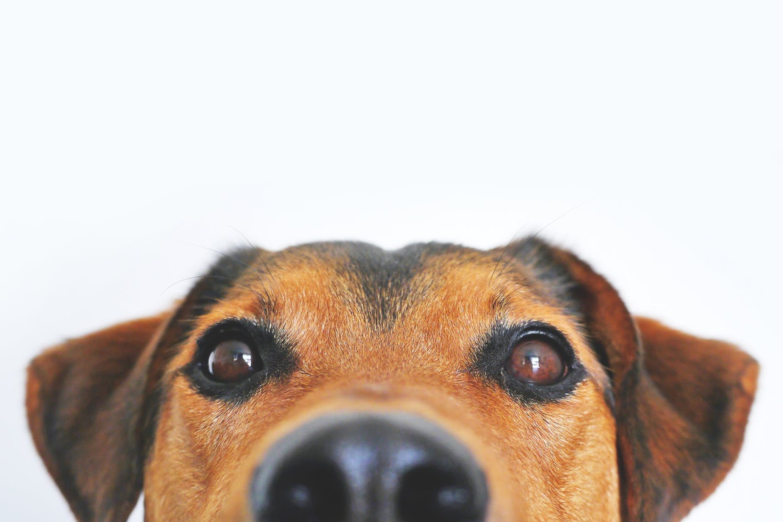 Parvovirus warning: Vets tell owners to get dogs vaccinated Parvovirus warning: Vets tell owners to get dogs vaccinated