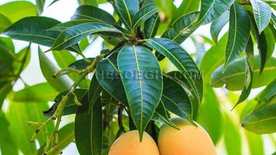 Benefits of Mango Leaf for Diabetes Health and medication