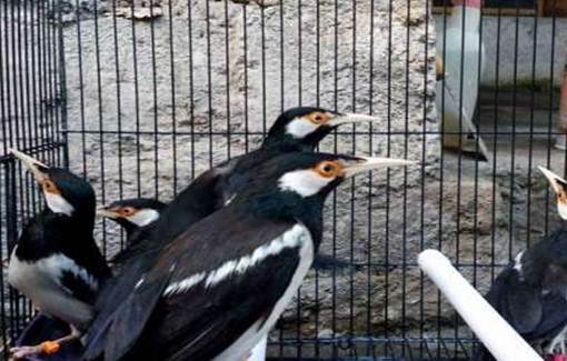 Tips Cara Membedakan Jalak Suren Jantan dan Betina Lengkap