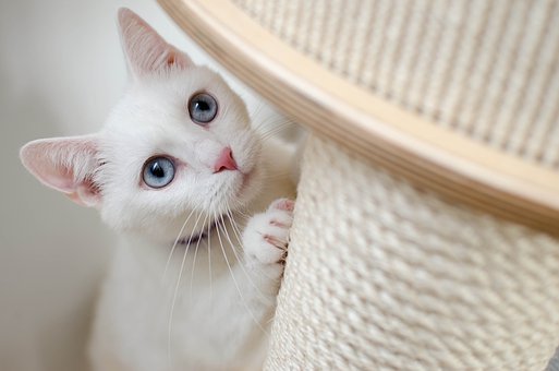 Cat Wallpaper Windows 10