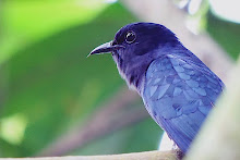 Asian Drongo Cuckoo_2011