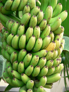 Banana Trivia, Bananas, A curious way, imagination, Bananas, Banana Facts, Eating Bananas