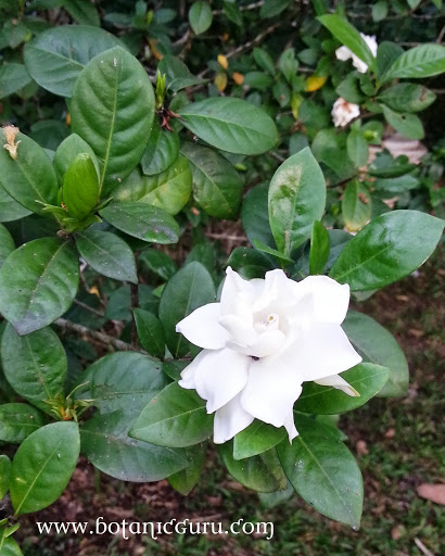 Gardenia jasminoide