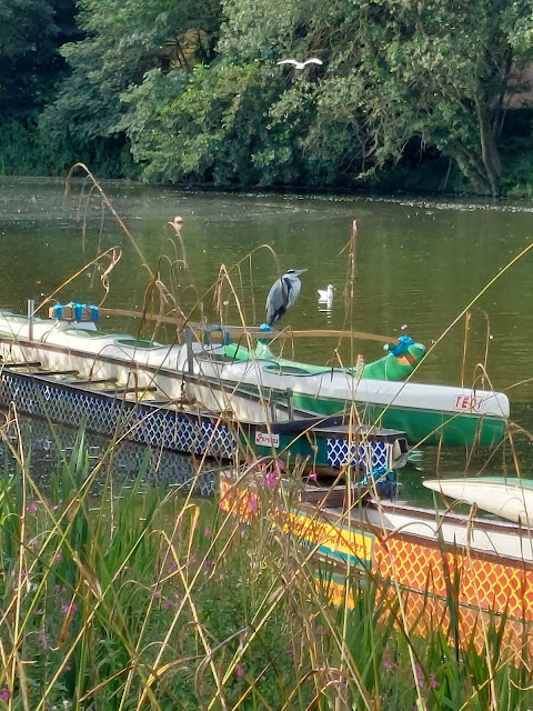 Heron on Boat
