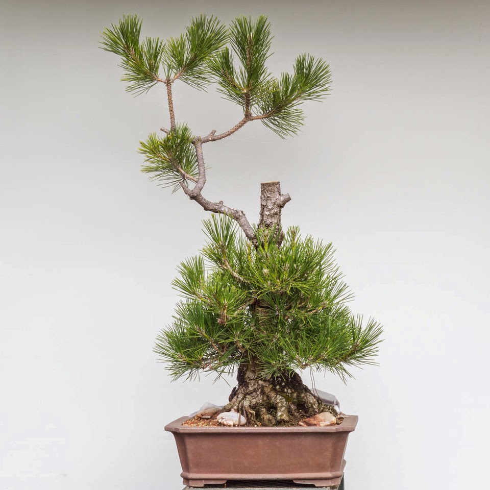 CHOWA ZOUTLEEUW Kaarsen verwijderen bij bonsai in opbouw