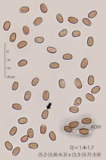 Psathyrella laevissima