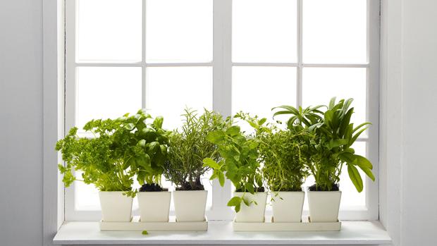 how-to-plant-kitchen-herbs-indoors-1.jpg