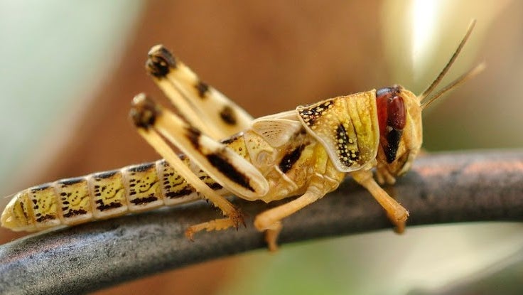 لماذا يوجد الكثير من الجراد في شرق أفريقيا؟