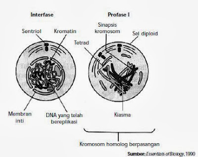 Tahap interfase dan profase I Tahap interfase dan profase I