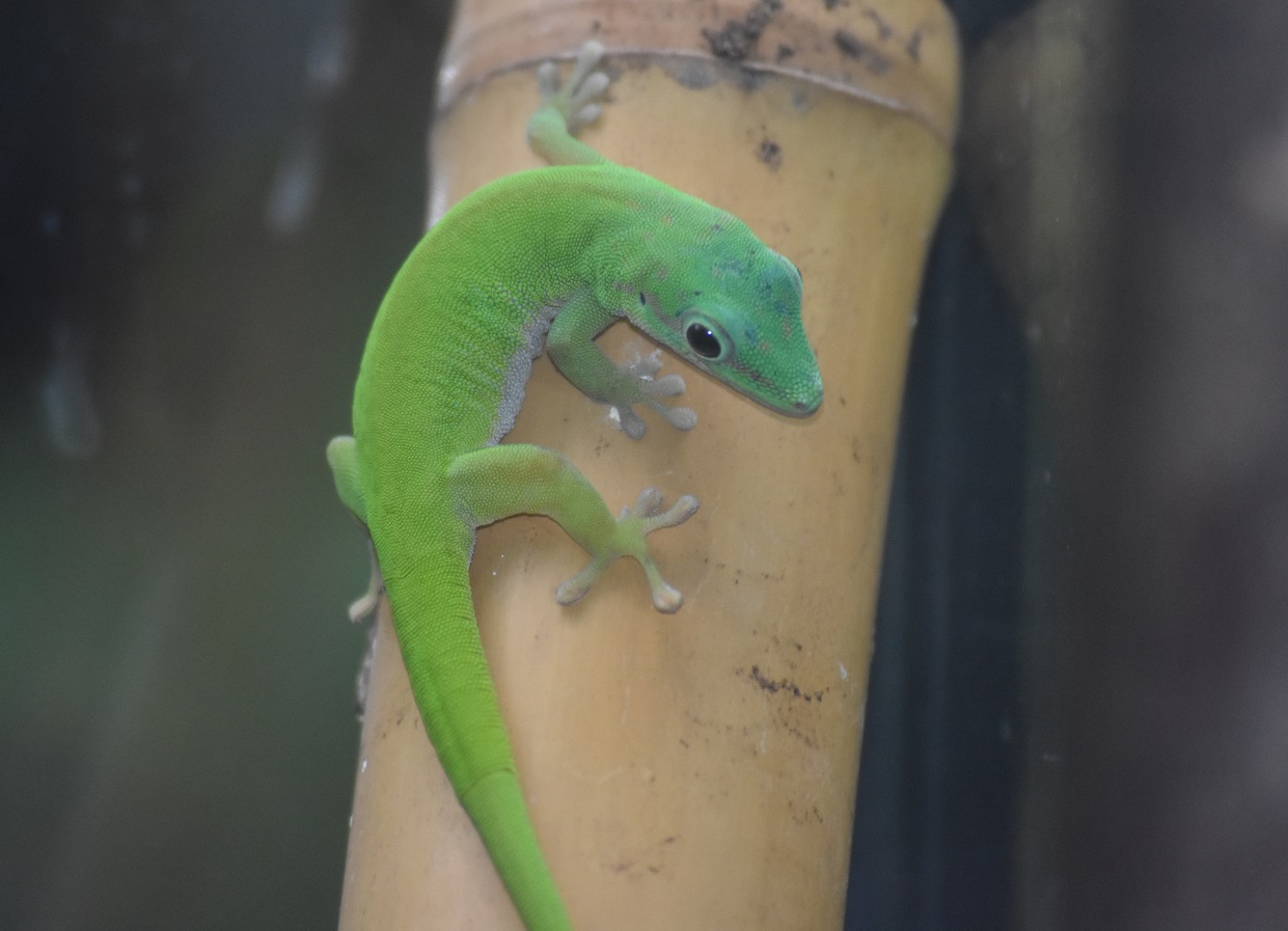 ZOOTOGRAFIANDO (6.100 ANIMALS) GECKO DIURNO DE ANDAMAN / ANDAMAN DAY