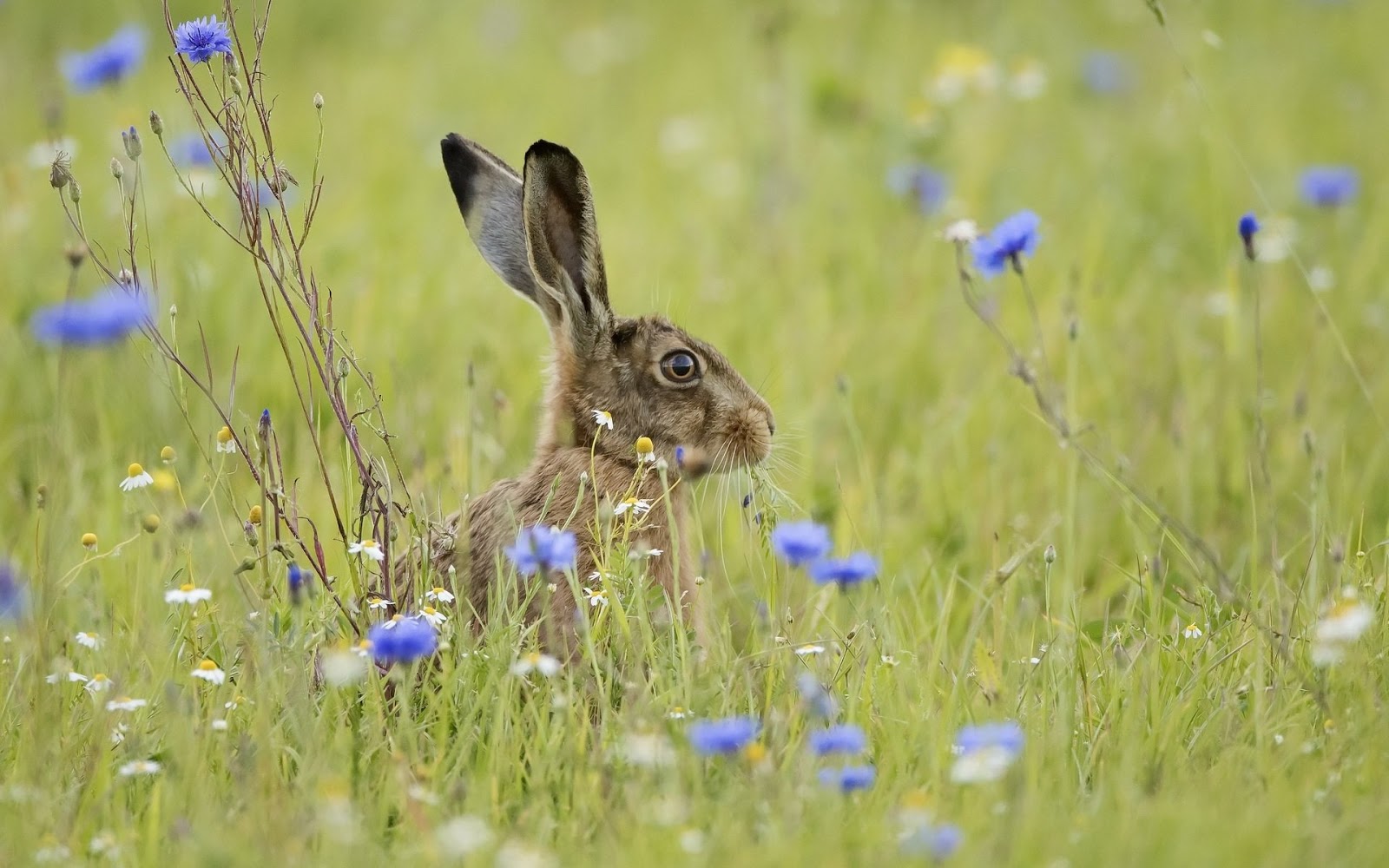 ΚΟΥΝΕΛΙΑ - ΛΑΓΟΙ photos - wallpapers (ανανεωμένο) | the fun bank