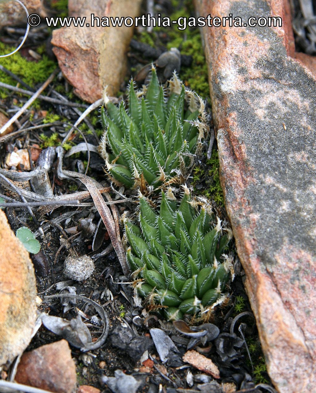 All you wanted to know about Haworthias, Gasterias and Astrolobas