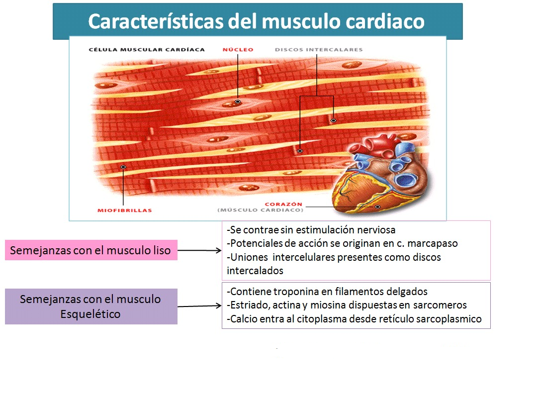 fisiología básica por Omar Alfredo Ruiz Trevedan: Características de ...