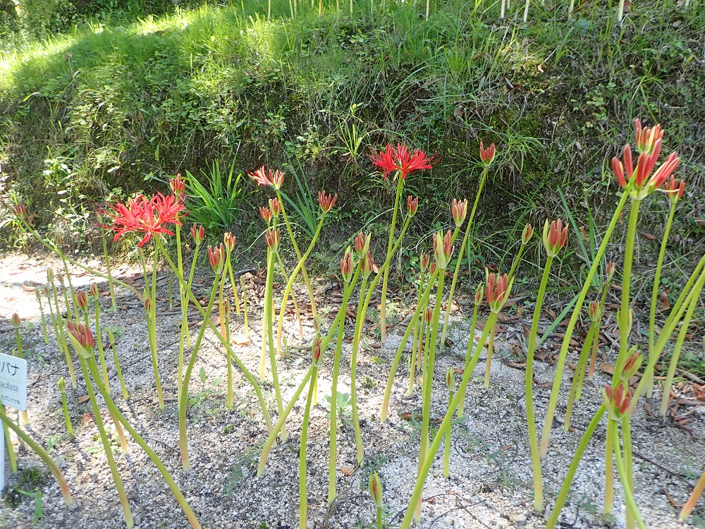 広島市植物公園ブログ 今日の植物公園 ヒガンバナの仲間