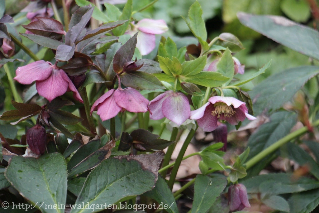 © Mein Waldgarten Lenzrosen und Christrosen vereinzeln