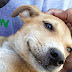 Η Παγκόσμια Ημέρα για τους αδέσποτους σκύλους 