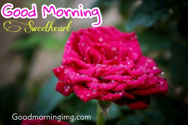 Good Morning Images With Pink Rose Flower