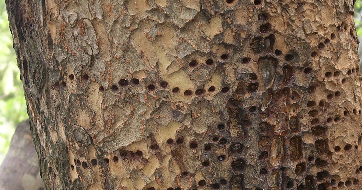 Town Branch Tree Experts