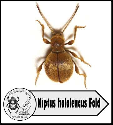 الخنافس العنكبوتية Ptinus tectus Boield, Niptus hololeucus Fold, Gibbium Psylloldes Cz