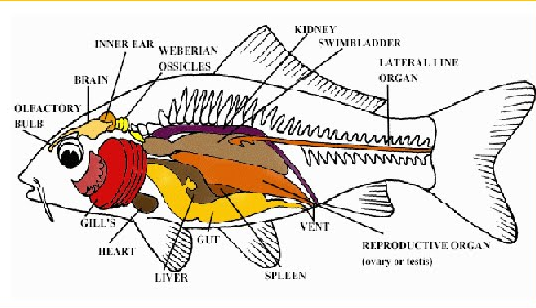Anatomi Ikan Mas - PENYULUH