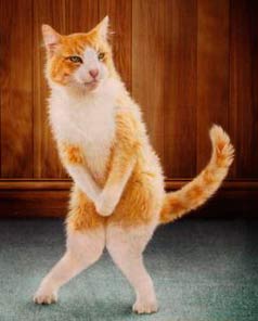 gatos-cistitis-infección-urinaria-cuidados