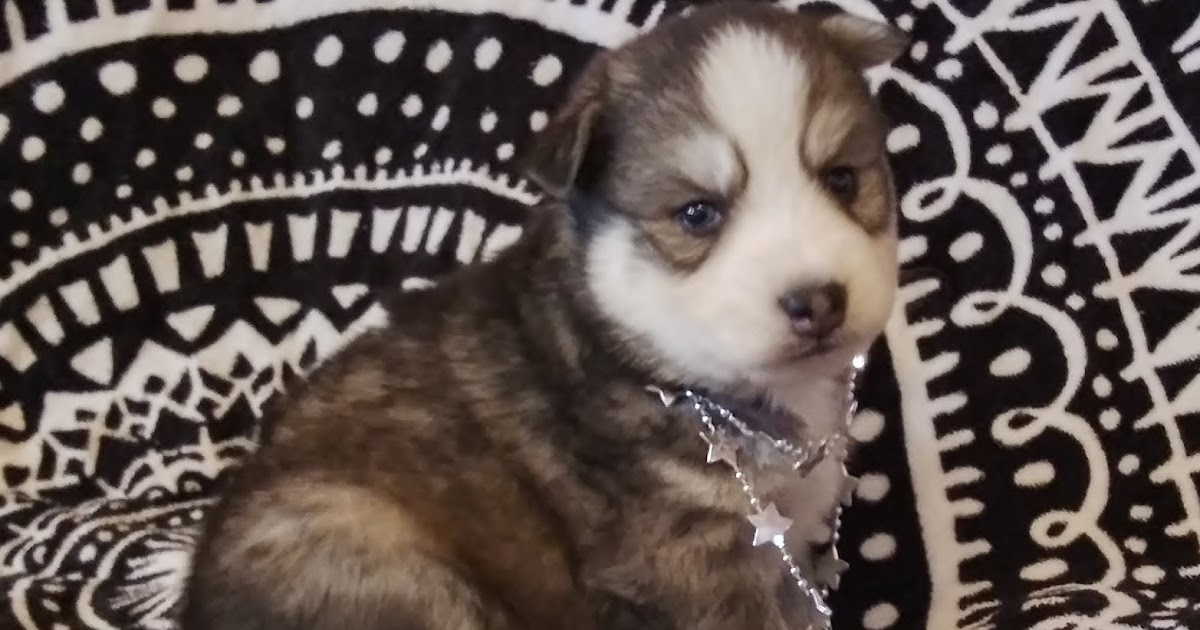 Miniature Siberian Husky Puppy for Sale Gray and White MaleBlue Eyes