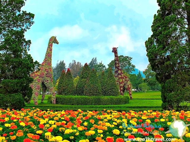 High tourisme Flower Garden taman  bunga  Indonesia 