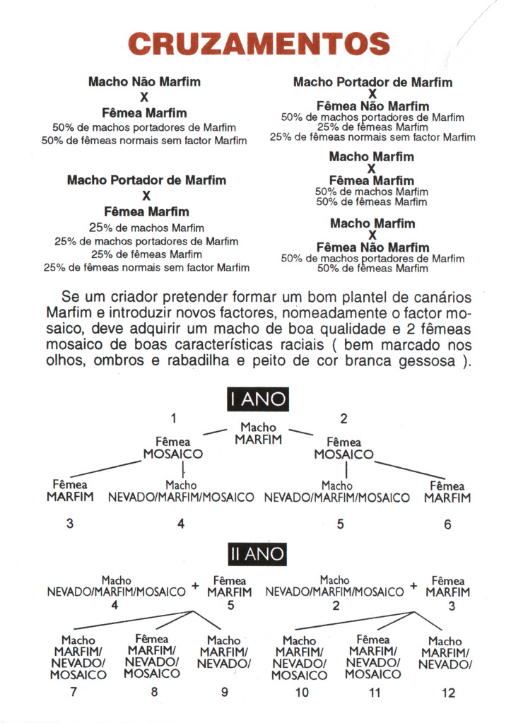 AVES ORNAMENTAIS CRUZAMENTOS