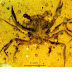 Tiny Crab Preserved in 100-million-year-old Amber Lived Among Dinosaurs