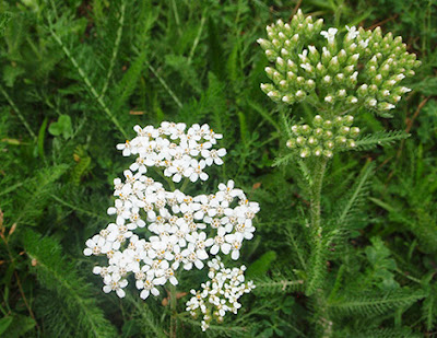 Milenrama(Achillea millefolium)flor blanca