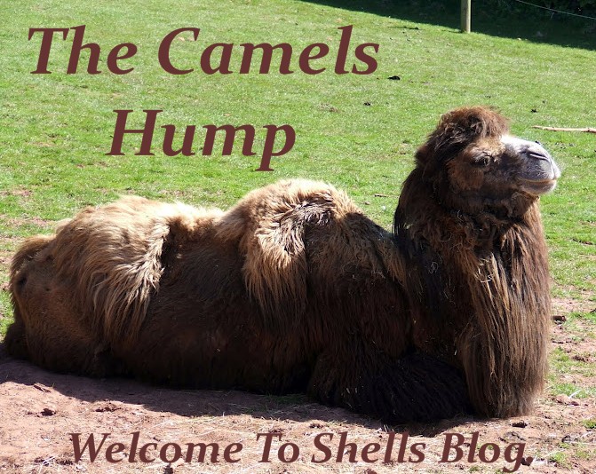 The Camels Hump