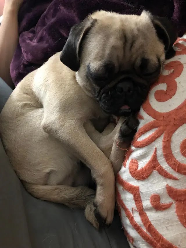 16 Pugs Sleeping In Totally Ridiculous Positions Dog Red Line