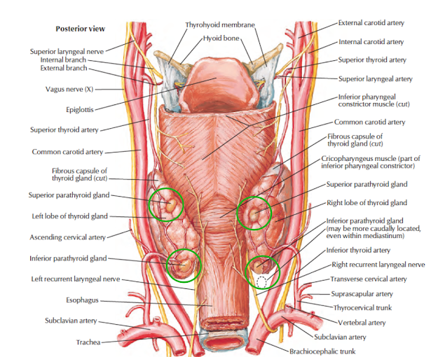 Essay on inferior thyroid arteries picture