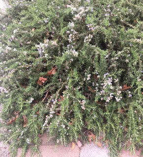Rosmarinus officinalis 'Prostrata' Rosmarinus officinalis 'Prostrata'