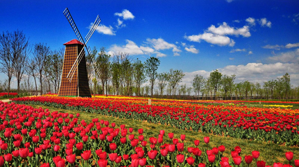 Holland flowers a special flowers