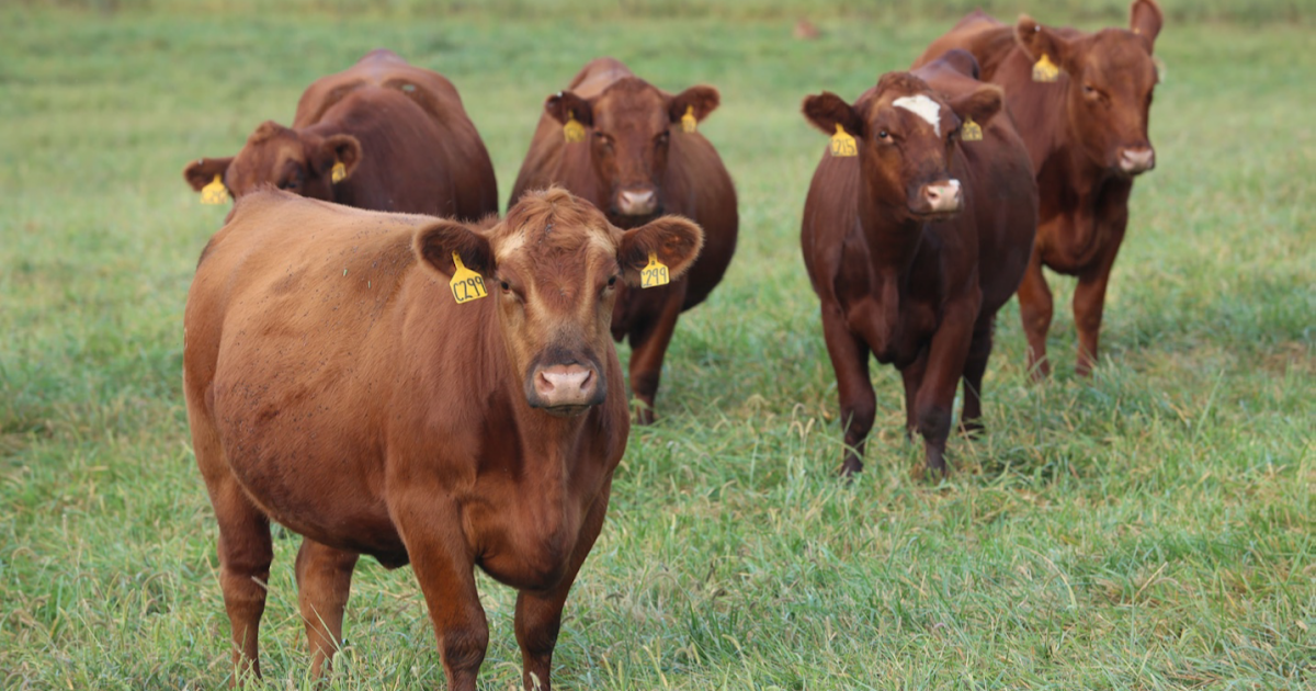2019 National Beef Essay Contest “What does it mean to be a beef