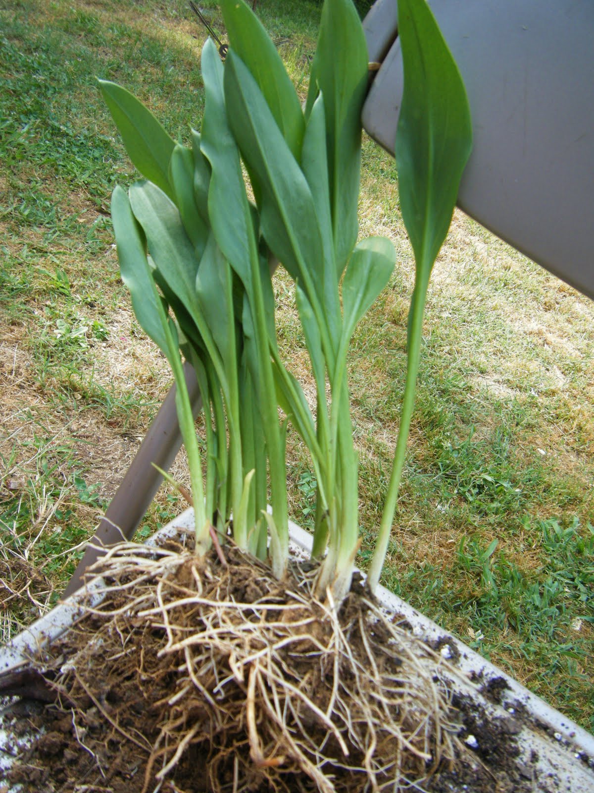 Red Dirt Memories How to Divide & Pot Calla Lilies & Other Rhizome Plants